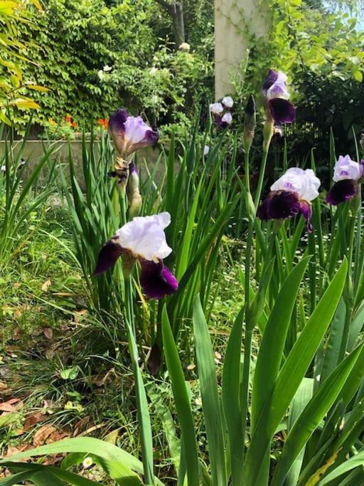 Pet-friendly Nel Centro Storico Di Apartment